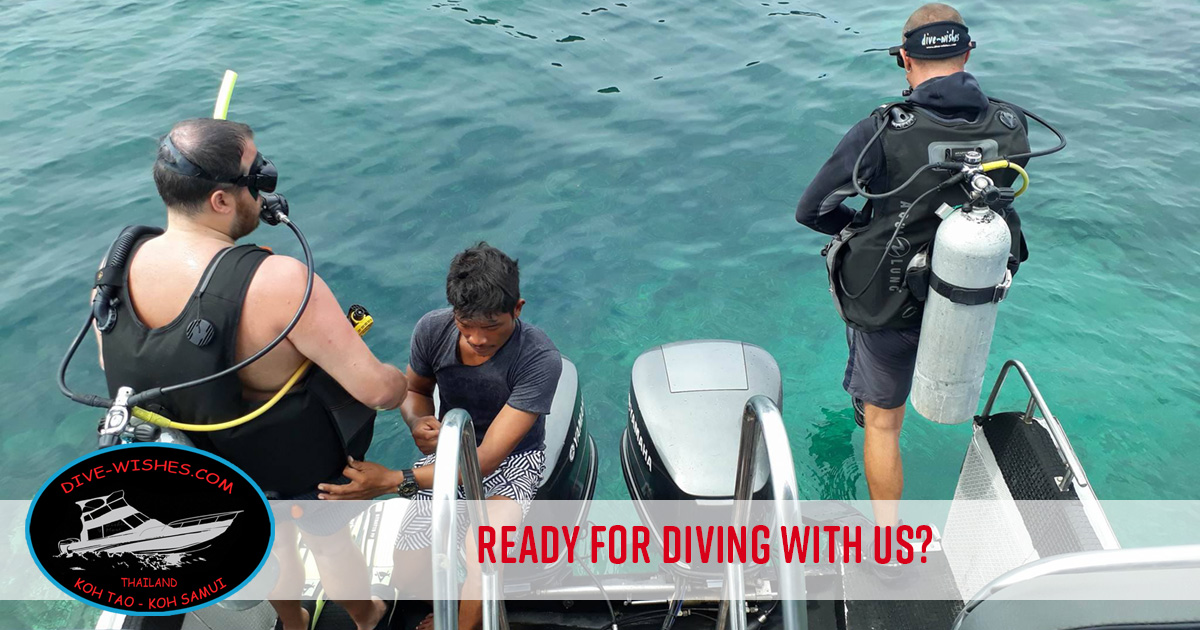 Diving with Dive Wishes & More